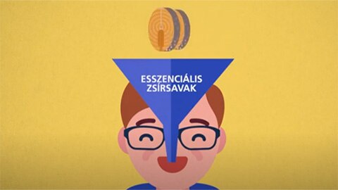 Étrendünk kenőanyagai: a zsírok