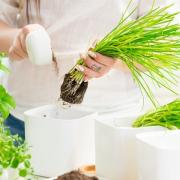 3 tipp metélőhagyma ültetéshez