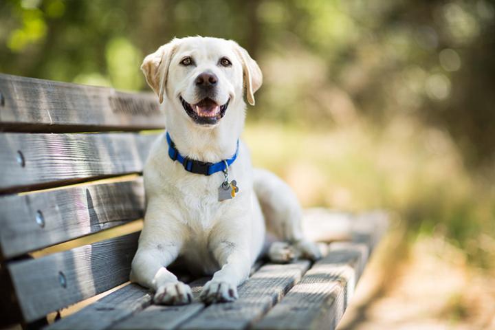 Labrador mosolyog a padon